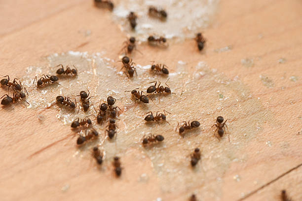 Best Residential Pest Control  in West Hattiesburg, MS