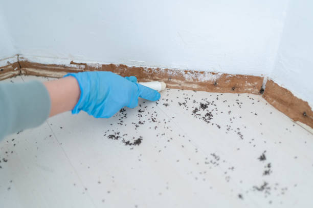 Best Insect Control  in West Hattiesburg, MS